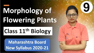 Morphology of Flowering Plants Class 11th Biology Part 9