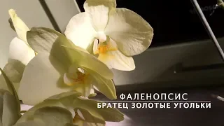 ОРХИДЕЯ ПОСЛЕ ПЕРЕСАДКИ стала цвести и растить корни! ЧТО за РЕДКАЯ ЖЁЛТАЯ орхидея на окне?