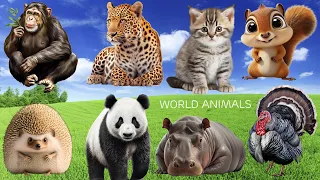 Wild Animal Sounds: Leopard, Hippo, Cat, Chimpanzee,... - Animal Moments