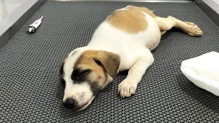 Little Puppy Paralyzed from Blood Parasites and Malnutrition Walks Again