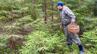 ГРИБЫ В ИЮЛЕ. Поиск новых мест. Грибы 2023