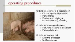 Dr. Suzanne Millman - The Convalescent Pig and Euthanasia Decisions