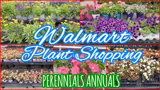 WALMART PLANT SHOPPING PERENNIALS ANNUALS PLANTS 2024