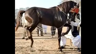 Top 10 horse dance in Pakistan 2020   Ghora dance 2020