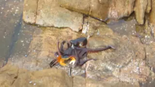осьминог нападает на краба