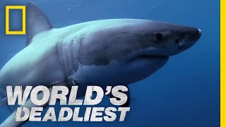 Shark Superpowers | World's Deadliest