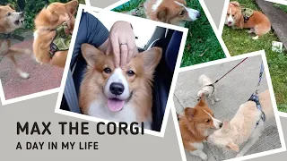 A DAY IN MY LIFE| CORGI GETS ATTACKED BY STRAY DOG | MAX THE CORGI