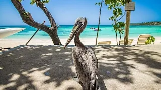 Dominican Republic | Viva Wyndham Dominicus beach | Isla Saona | Bayahibe 🏝❤️