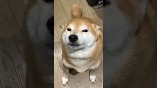 Shiba is Happy