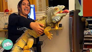 Stubborn Iguanas Chase Owners Around The House For Attention | Cuddle Buddies