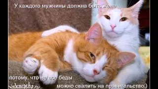 Кошачьи Приколы