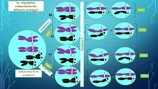 La génétique pas à pas : Le polyhybridisme