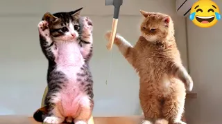 New Funny Animals 2024🐱😜 Funniest Cutest Cats and Dogs😃 Part 09