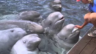 Дельфинарий в г. Находка