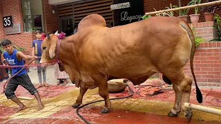 5 Lac 50 Hazar r Bishal Shahiwal Bull Sold at Bosila Haat | Dhanmondi | The Home of Goru Lovers