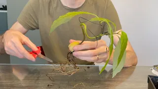 Dwarf Avocado Tree - (Part 2) How To Grow an Avocado Bonsai