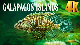 3 Hours relaxing music Scuba Diving at Galapagos Islands deep sea | Relaxation film 4k