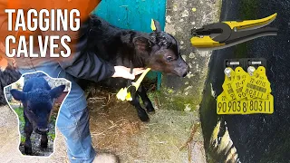 Tagging Young Calves with a BVD Ear Tag