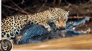 JAGUAR - Dangerous Jungle Predator / Jaguar VS Caiman, Snake and Capybara