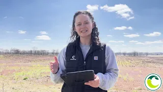 Early Planted Soybeans, March 2024