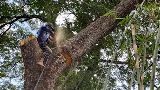 Dangerous tree cutting !!