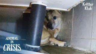 Abused Dog Was Rescued Before Euthanasia But Lives Under Sink… l Animal in Crisis Ep 331