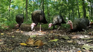Autumn Forest Turkeys and Chipmunks - October 18, 2021