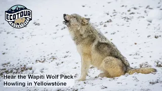 Howling Wapiti Wolf Pack