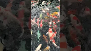 the biggest koi pond in asakusa tokyo japan