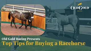 Top Tips for Buying a Racehorse I Old Gold Racing Presents