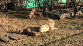 Жаркий декабрь Кая и Мамы Чоли! Hot December for Kai and Mama Choli!