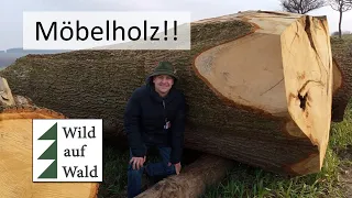 🌲News: Eichenstämme zu Höchstpreisen! Auch Esche, Nuss, Ahorn,... #wildaufwald