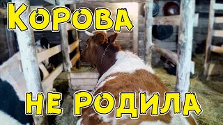 Корова не родила. Ждем отел.