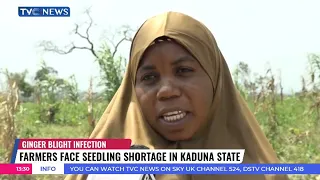 Farmers Face Seedling Shortage Due to Disease Outbreak in Kaduna State