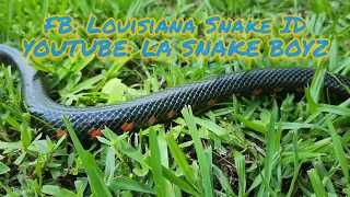 Western mudsnake slithering up-close