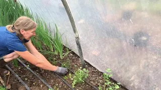 Transplanting Scallions