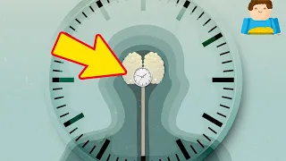 Что такое биологические часы? | Plushkin