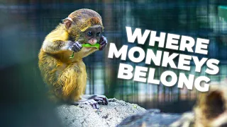 The Dark Side of Keeping Monkeys as Pets