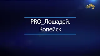 PRO_Лошадей. Копейск. 22 ноября 2020 года