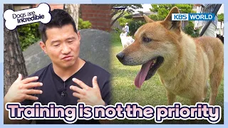 Allowing them to enjoy life should come first.[Dogs are incredible : EP.179-4] | KBS WORLD TV 230725