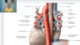 Anatomy CVS Module in English  14 ( Descending aorta) ,  by Dr, Wahdan