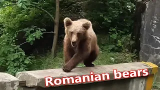 5 bears within 24 hours - Motorcycling in Romania