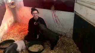 Tips for bonding with your pig