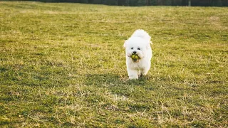 How to Introduce a Bichon Frise to Small Animals