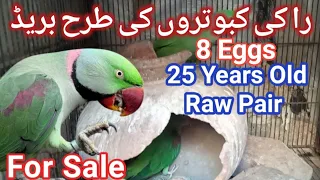 Raw Parrots Breeding Setup|Master Cage|Birds Aviary