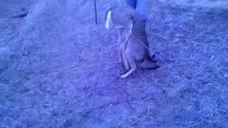 The amazing rob saves a deers life