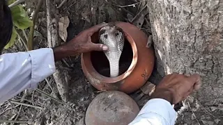 COBRA Snake catching by a village man | Amazing Brave Man Catch Big Village Snake By Hand