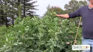 How to Grow Broad Beans - Video Tutorial