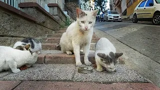 A cute cat family living on the street, I gave them food, they were very happy.