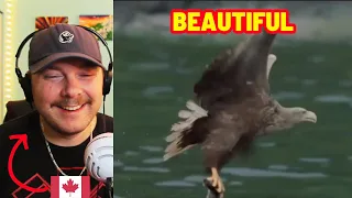 Canadian Reacts to the Incredible wild animals you can see in Germany